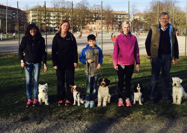 Så får du en mer harmonisk hund bild 7