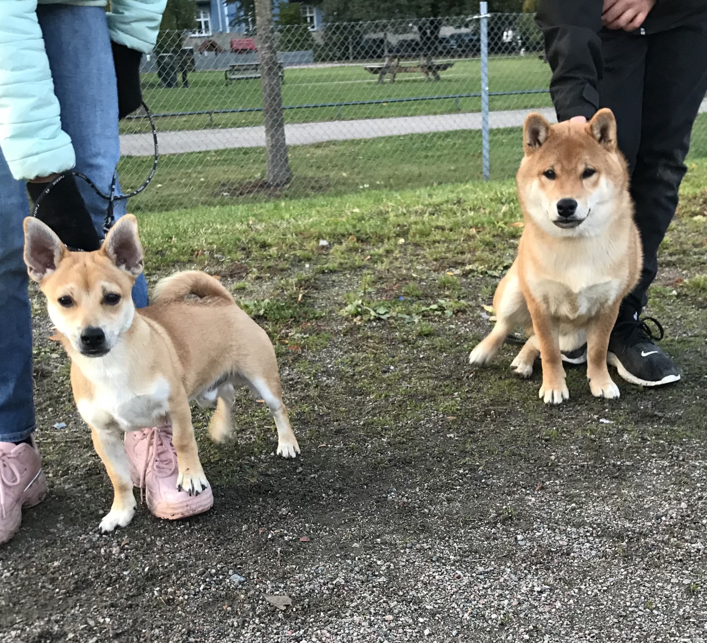 Så får du en mer harmonisk hund bild 6