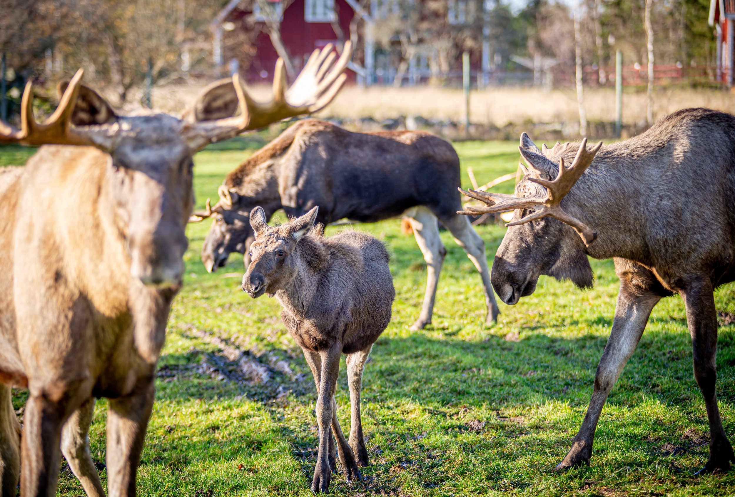 Möt skogens konung på Virum Älgpark bild 3