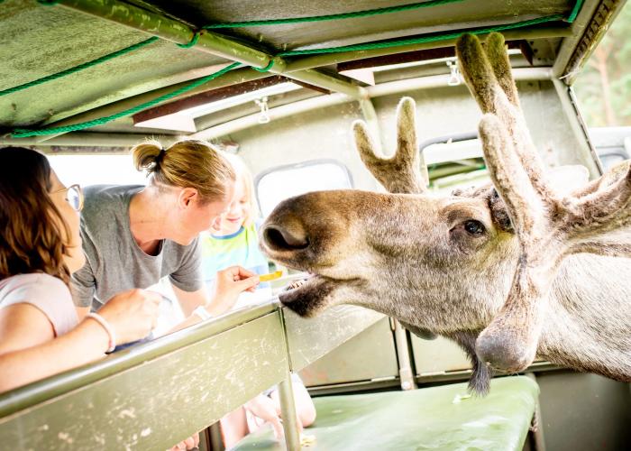 Möt skogens konung på Virum Älgpark