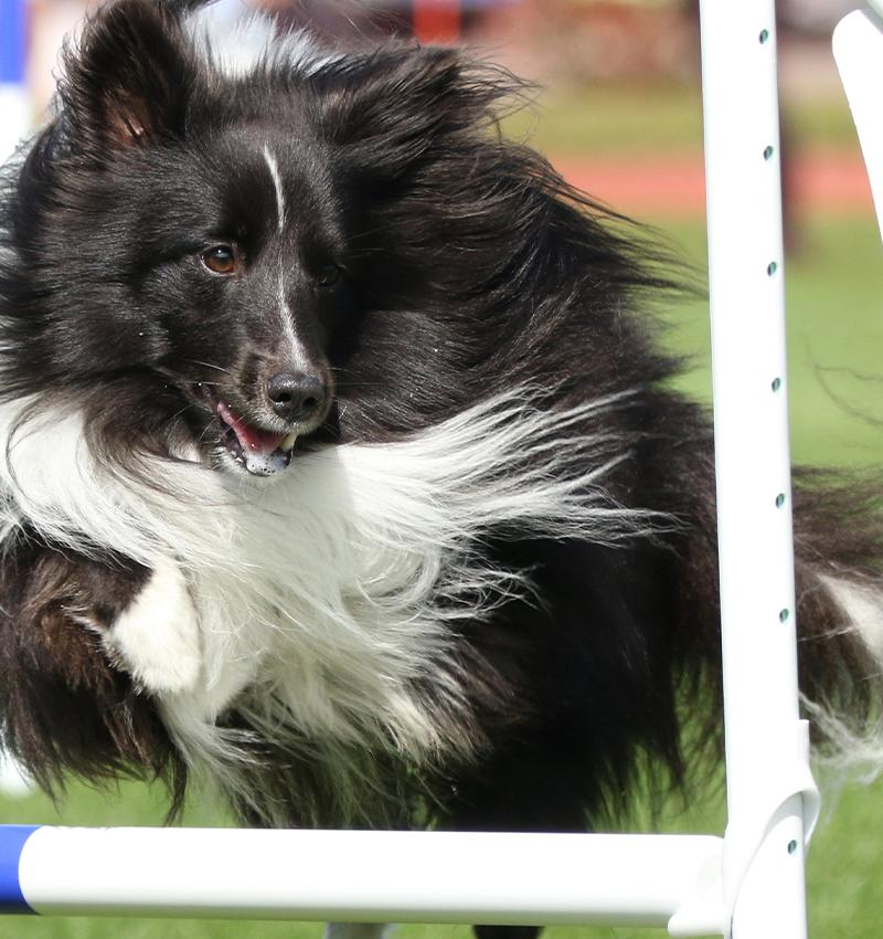 Ny Hundfest intar Kalmar