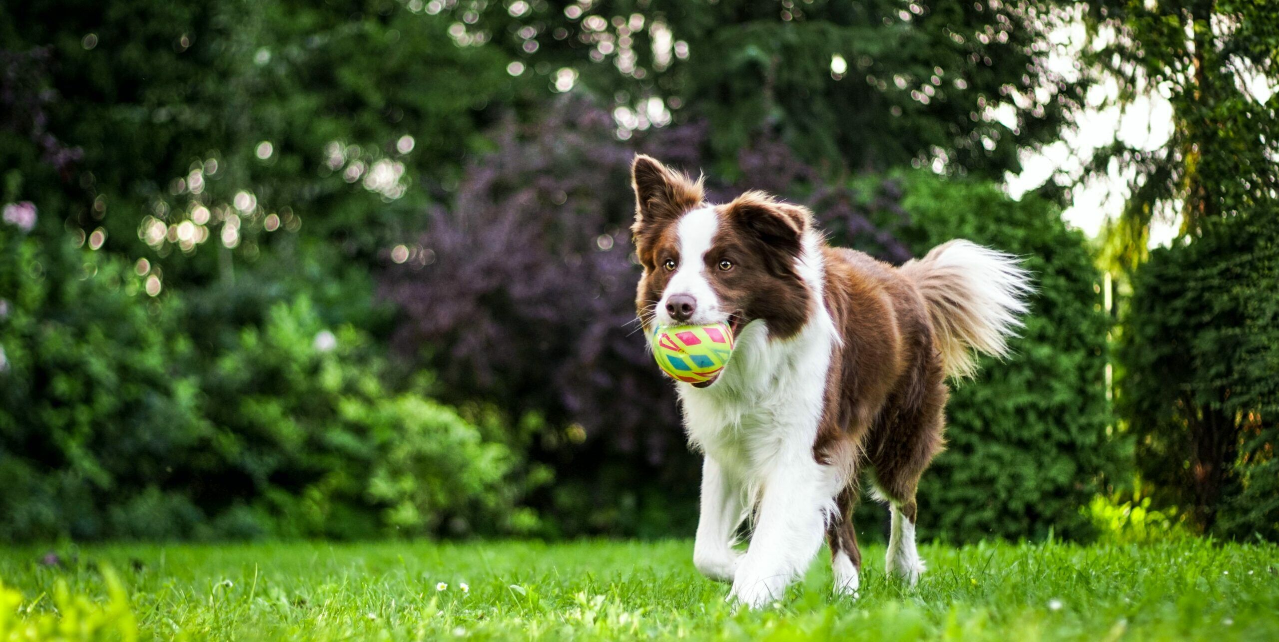Så får du en mer harmonisk hund