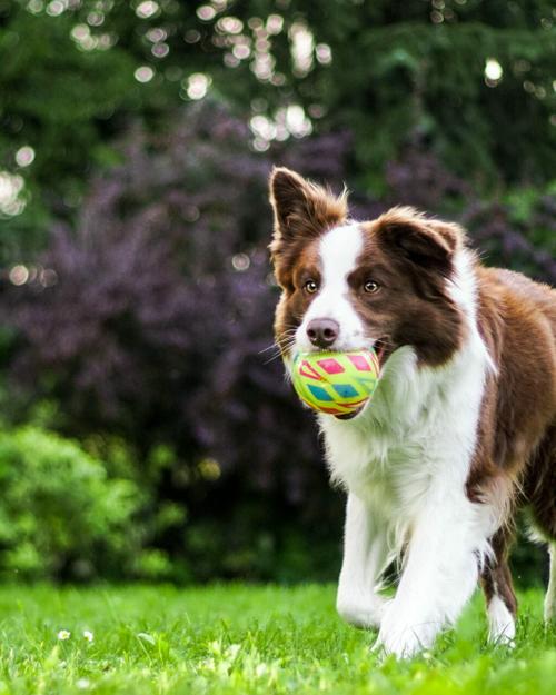 Så får du en mer harmonisk hund