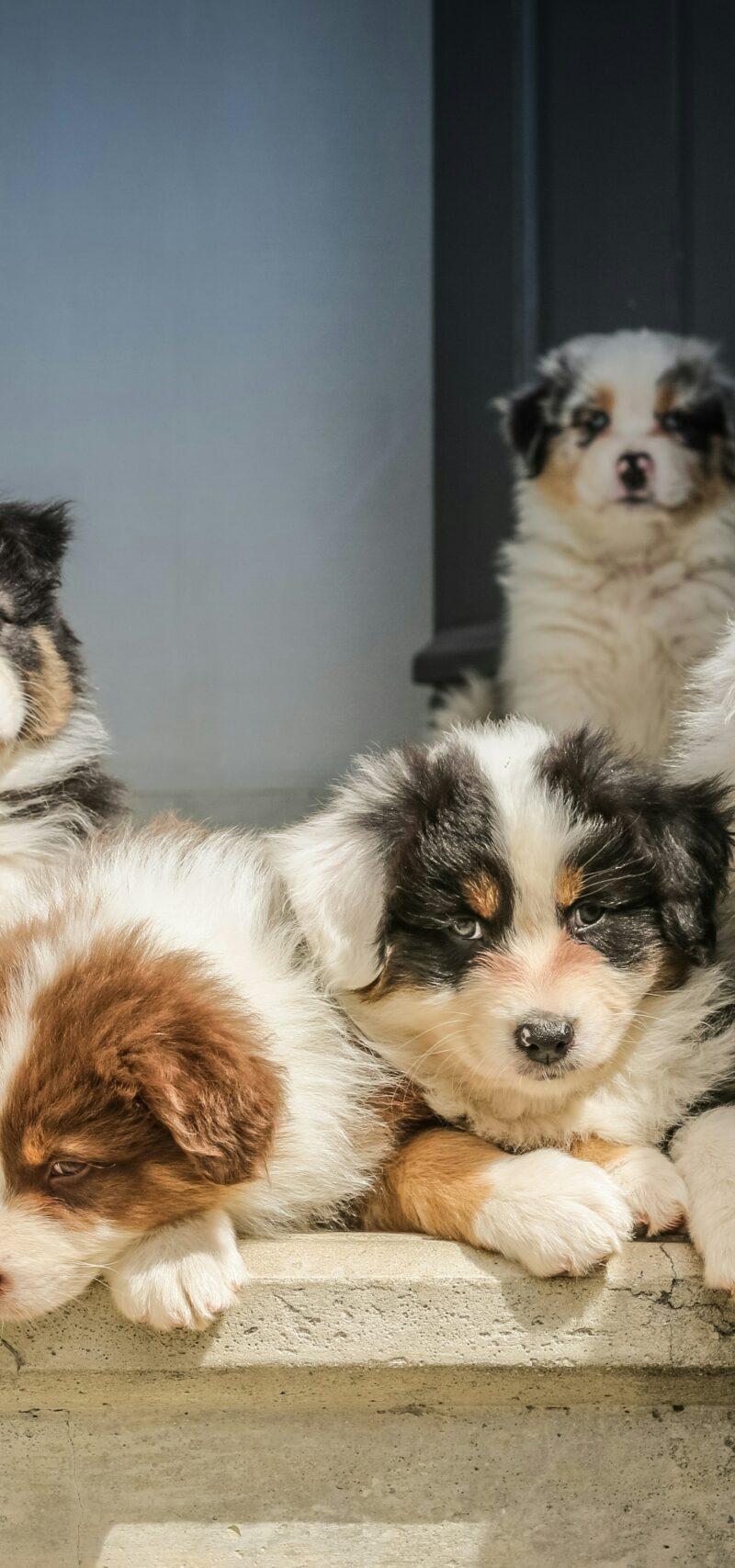 Luna och Bosse vanligaste hundnamnen